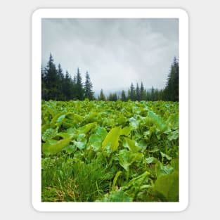 green meadow Sticker